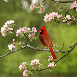 Summer Cardinal Puzzle