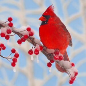 Winter Cardinal Medium Puzzle